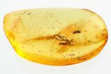 Detailed Fossil Dagger Fly & Flower Stamen In Baltic Amber #328197-1